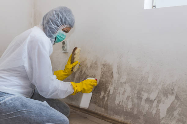 Best Mold Remediation Experts  in Dutch Island, GA