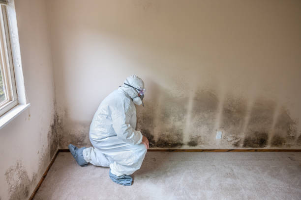 Best Mold Damage Repair  in Dutch Island, GA