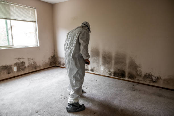 Best Attic Mold Removal  in Dutch Island, GA