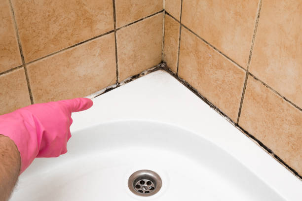 Best Commercial Mold Removal  in Dutch Island, GA