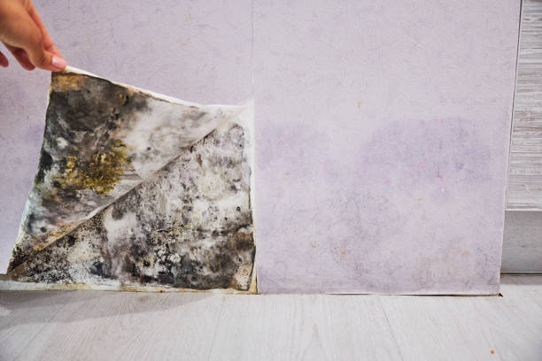 Best Mold Remediation Experts  in Dutch Island, GA